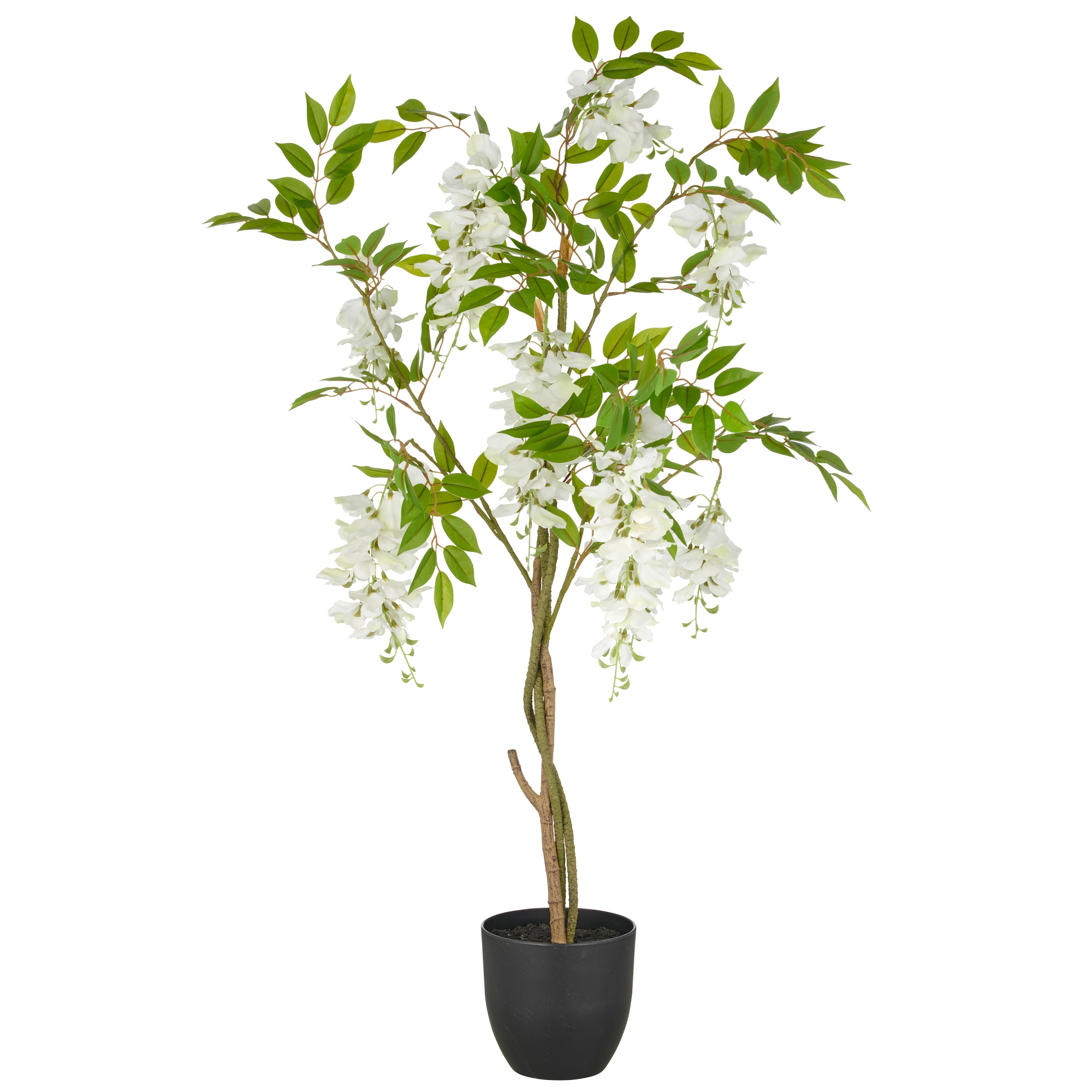 Gasper Wisteria pottaplanta með hvítum blómum 100cm 332563840- 1 Gasper Wisteria pottaplanta með hvítum blómum 100cm - Image 1